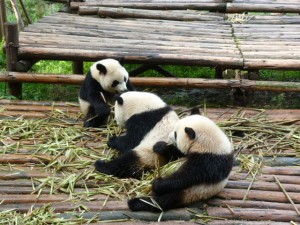 Chengdu, pandas