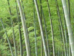 Ybin et la mer de bambous