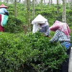 Puli, Nantou county, cueillette de thé