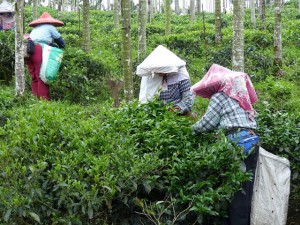 Puli, Nantou county, cueillette de thé