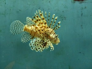 De Kenting 墾 丁+ (National Museum of Marine Biology) a Taimali 太麻里鄉