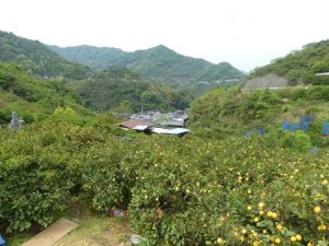 Osaki-shimo jima .île des citronniers et des orangers. 1